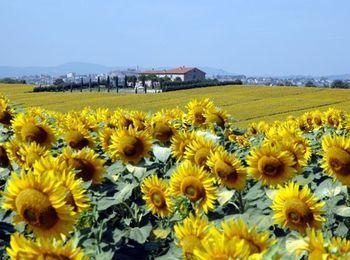 Casale Di Brolio Guest House Castiglion Fiorentino Exterior photo